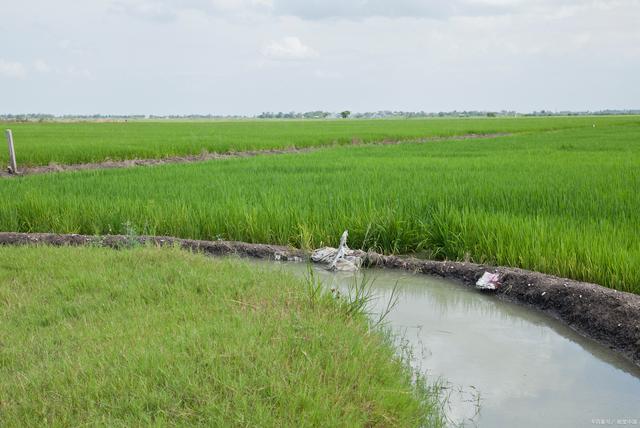 Alkali-resistant genes guard your family's farmland's hope f