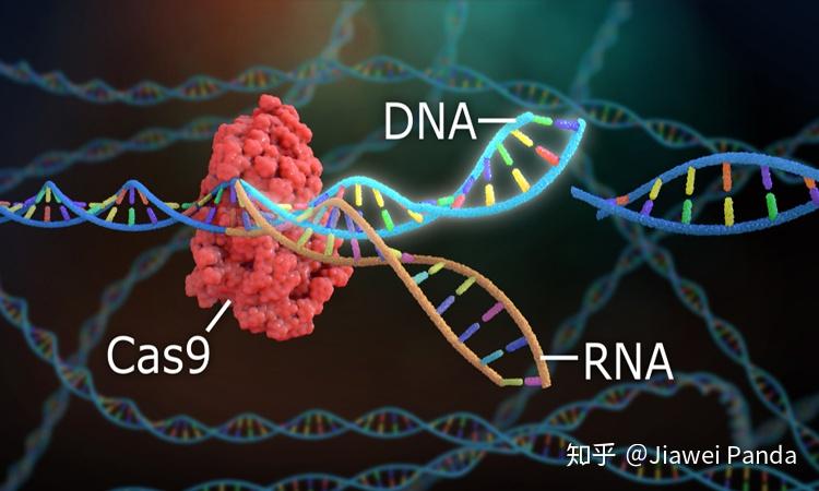 Scissorhands of Genes